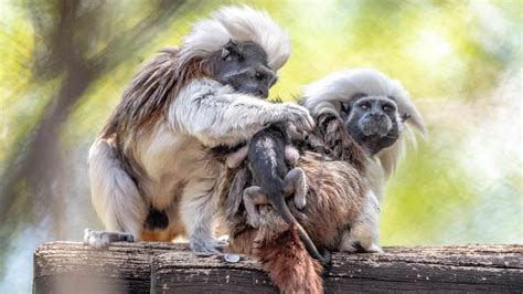 Endangered twin cotton-top tamarin monkeys born at Walt Disney World’s Animal Kingdom
